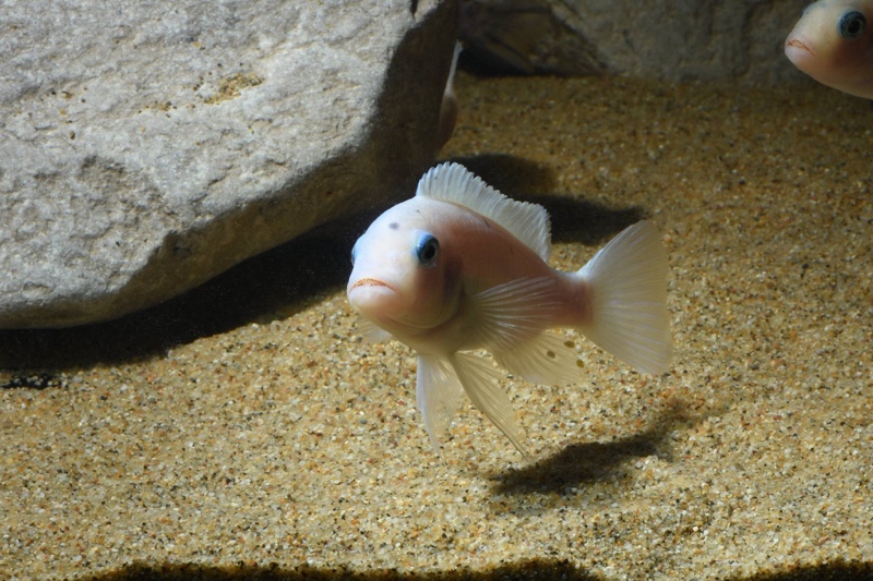 Maylandia callainos 'Chidunga Rocks'